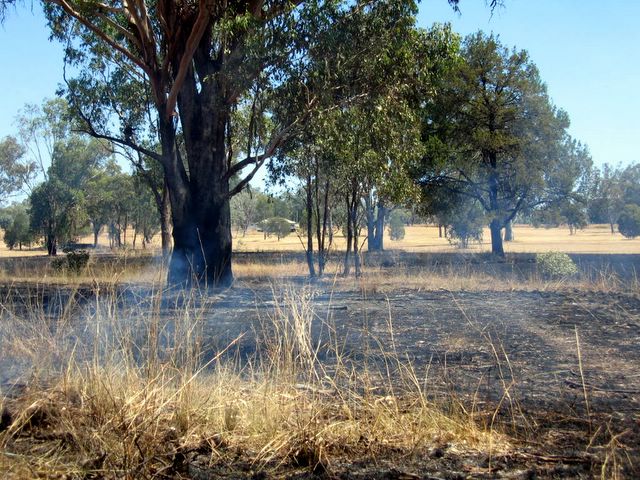 Ashford NSW - Album 2: Fairway burn off