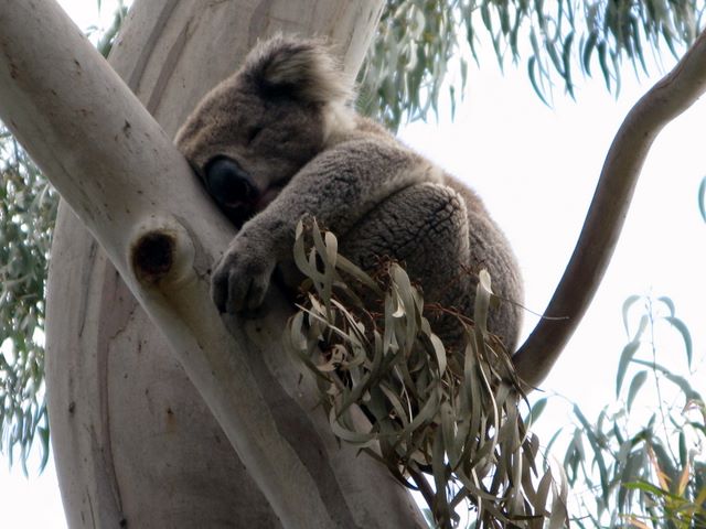 Balnarring Beach Foreshore Reserves - Balnarring: Close up of Baby Koala asleep in a gum tree
