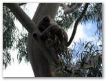 Balnarring Beach Foreshore Reserves - Balnarring: Baby Koala asleep in the tree adjacent to the Managers Office.