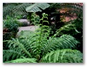 Brisbane Botanic Gardens - Brisbane: 