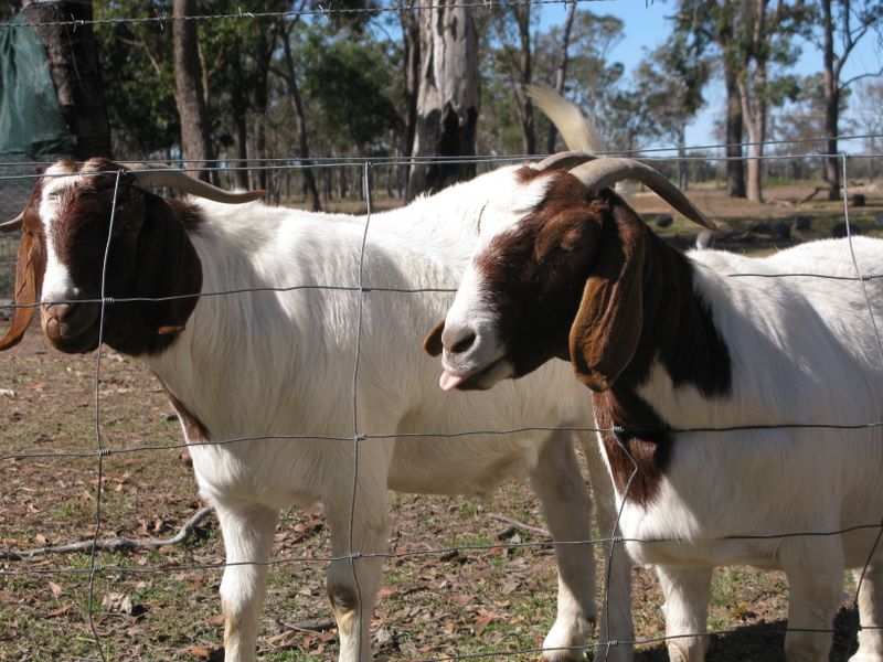 Flame Lily Adventures Caravan Park - Burrum River: Friendly goats