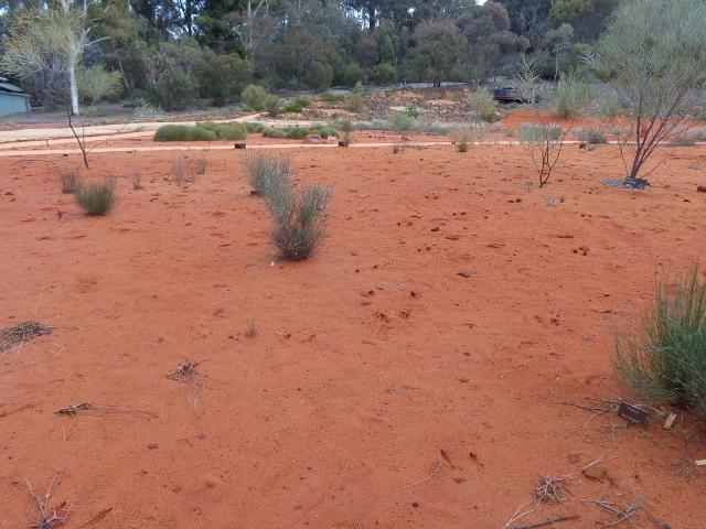 Alivio Tourist Park - O'Connor: Red centre section of the botanic gardens its free but have to pay for parking