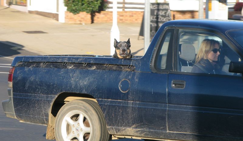 Cowra - Cowra: Dog in back of a Ute at Cowra NSW
