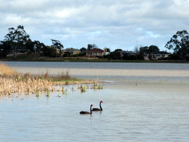 Boort Lakes Caravan Park - Boort Victoria: Black swans on Boort Lake (large)