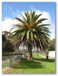 Boort Lakes Caravan Park - Boort Victoria: Magnificent palm tree