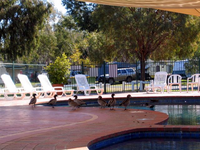 Echuca Holiday Park - Echuca: The ducks love the swimming pool