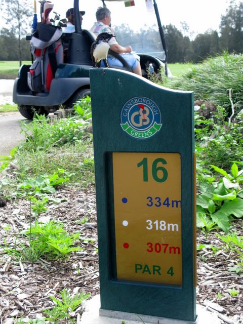 Gainsborough Greens Golf Course - Pimpama: Hole 16 Par 4 334 meters - not Willy Wagtail on top of the sign.