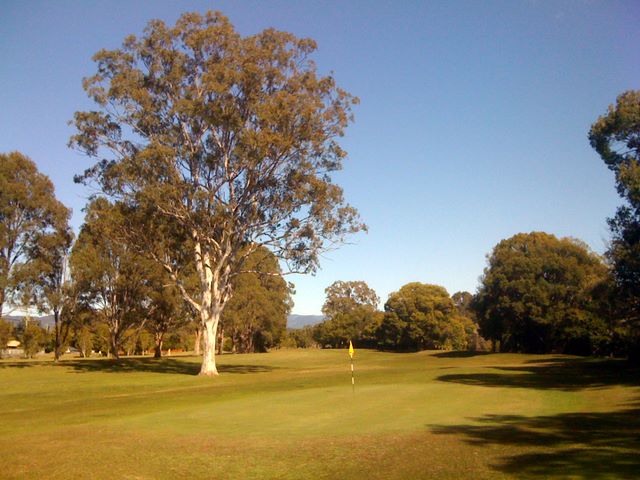 Tally Valley Public Golf Course - Elanora Gold Coast: Majestic gum tree adjacent to the green on Hole 8.