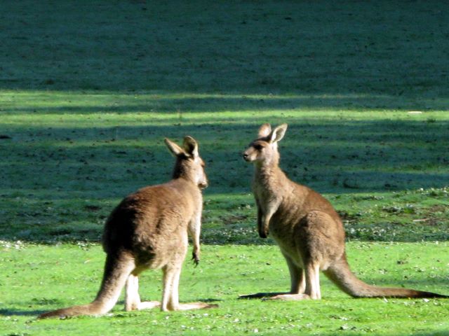 Halls Gap Lakeside Tourist Park - Halls Gap: Lots of wallabies and kangaroos