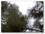 Horsham Caravan Park by Glenda Kriesfeld - Horsham: Bird life was prolific in the park