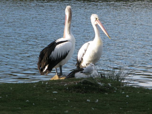 BIG4 Conjola Lakeside Van Park - Lake Conjola: Pelicans beside the lake