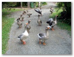 Landsborough Pines Caravan Park - Landsborough: Geese provide a noisy welcome party