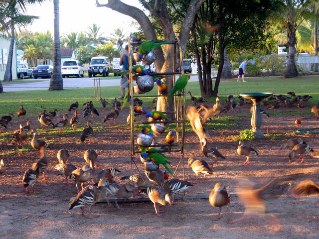 Andergrove Van Park - Mackay: Bird feeding late afternoon