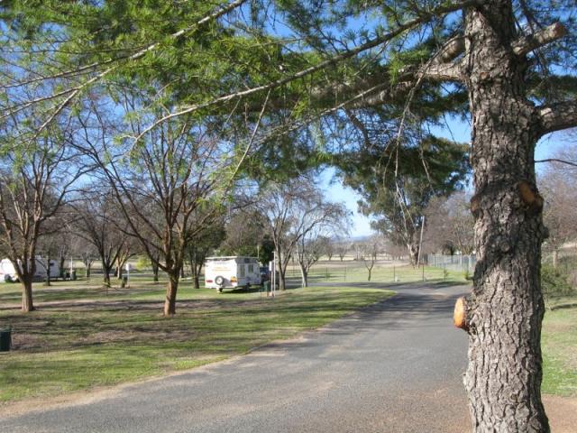 Manilla Rivergums Caravan Park - Manilla: Excellent trees and shade within the park