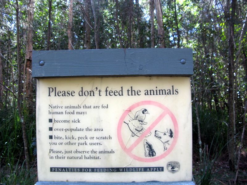 Korsmans Landing Camping Area - Myall Lakes National Park: Don't feed animals