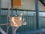 Melaleuca Caravan Park - Port Macquarie: aviary with cockatiels