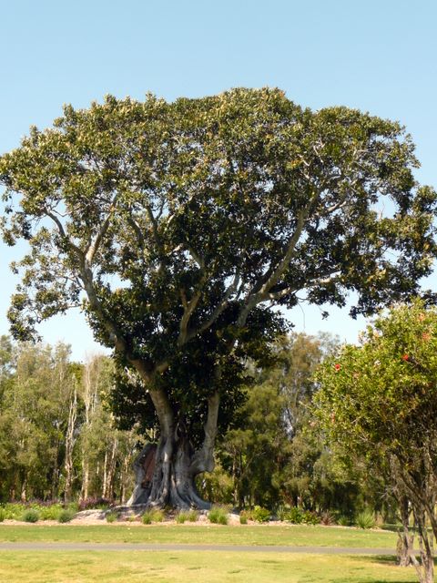 Royal Pines Golf Course - Benowa: One of the many magnificent trees on Royal Pines Golf Course