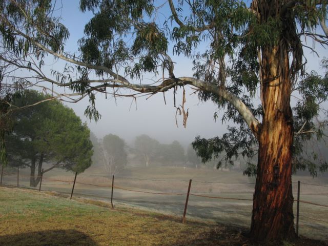 Rylstone Caravan Park - Rylstone: Golf course in early morning fog