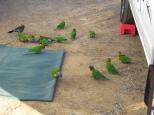 Sapphire Reserve - Sapphire: Heaps of parrots.