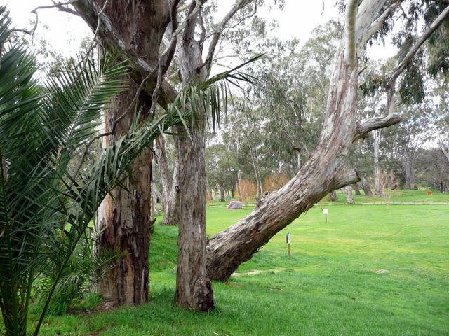 Goulburn River Tourist Park - Seymour: Area for tents and camping