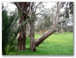 Goulburn River Tourist Park - Seymour: Area for tents and camping