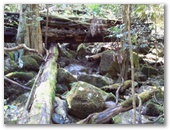 Natural Bridge Springbrook National Park - Springbrook: Rainforest trees and moss