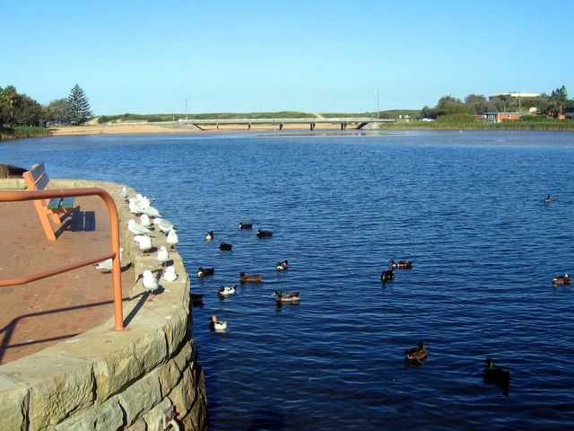 NRMA Sydney Lakeside Holiday Park - Narrabeen: Ducks and seagulls on Lake Narrabeen
