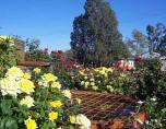 Tambo Mill Motel & Van Park - Tambo: Magnificent flower garden