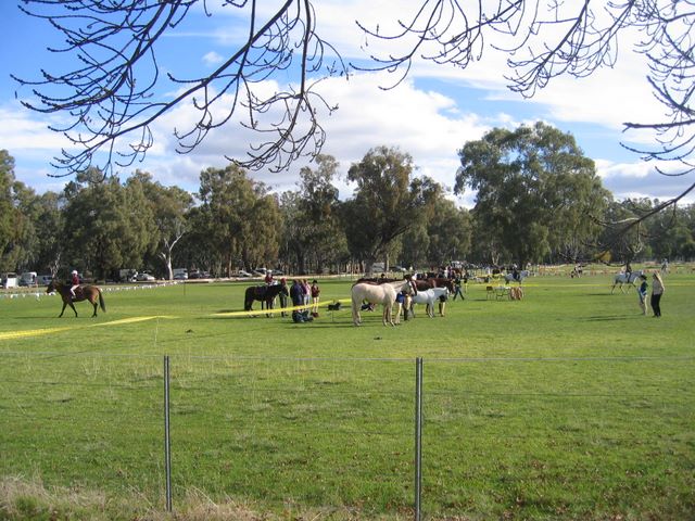 Tocumwal NSW - Tocumwal: Tocumwal NSW: Saturday afternoon dressage