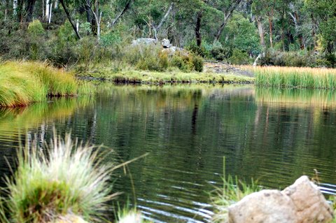 Paddy's River Dam Bago State Forest - Tumbarumba: Magnificent forest scenery