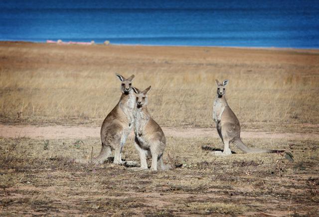 Lake Leslie Tourist Park - Warwick: There are lots of Kangaroo's about.