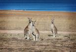 Lake Leslie Tourist Park - Warwick: There are lots of Kangaroo's about.