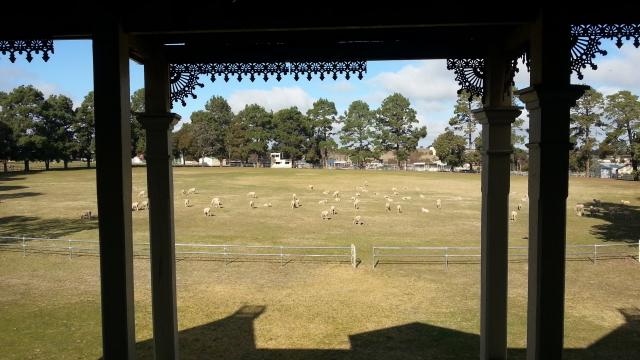 Yass Showground - Yass: Sheep keeping the grass under control on the main Showground