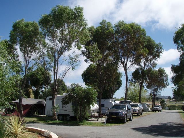 Albany Holiday Park - Albany: Shady powered sites for caravans