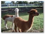 Albany Holiday Park - Albany: Alpacas in the park are a great attraction.