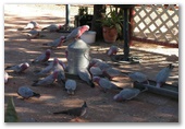 Alice Springs Northern Territory - Alice Springs: Feed time for the locals at Transport Hall of Fame in Alice Springs
