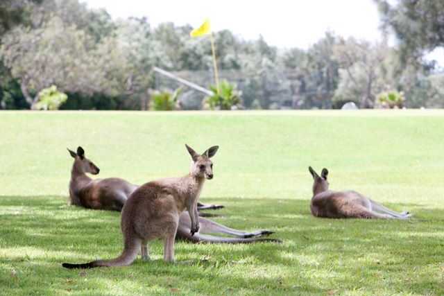 NRMA Darlington Beach Holiday Park - Arrawarra: Kangaroos on the golf course.