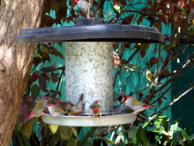BIG4 Atherton Woodlands Van Park - Atherton: Finches feeding