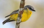 BIG4 Atherton Woodlands Van Park - Atherton: Lots of native birds