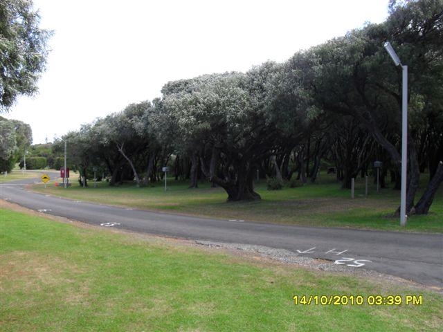 Flinders Bay Caravan Park - Augusta: Camp sites under the Peppe Trees the hedged sites are further in - absolutly beautiful place..