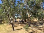 Lions Club Park - Avoca: View of the free camping area
