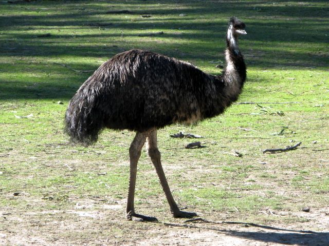 Bairnsdale Holiday Park - Bairnsdale: Emu in the Fauna Park