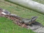 Shaws Bay Holiday Park - East Ballina: Harry the water dragon