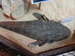 Shaws Bay Holiday Park - East Ballina: A very big flathead fish in the maritime museum