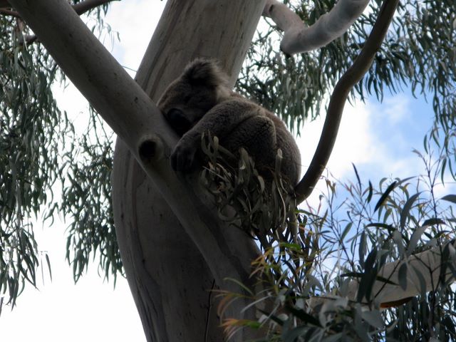 Balnarring Beach Foreshore Reserves - Balnarring: Baby Koala asleep in the tree adjacent to the Managers Office.