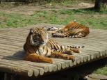 Pleasurelea Tourist Resort & Caravan Park - Batemans Bay: Endangered tigers at Mogo zoo