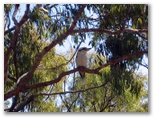 Lake Awoonga Caravan Park - Benaraby: Australian kookaburra watches over the park