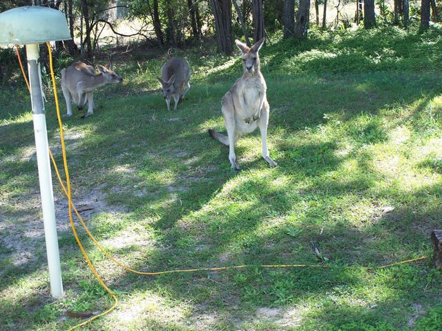Kangaroos adjacent to Powered Site