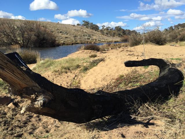 Platypus Reserve - Bombala: Enjoy a camp by the river.