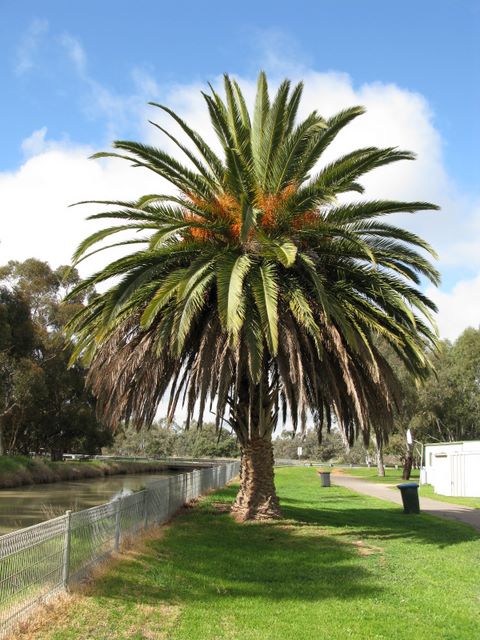 Boort Lakes Caravan Park - Boort: Magnificent palm tree